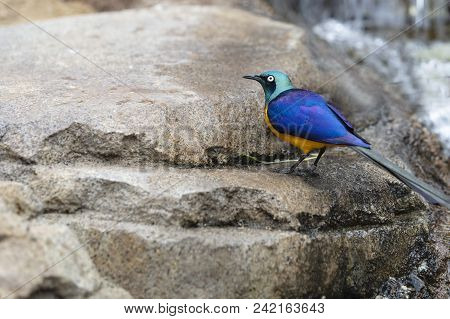 Blue And Gold Colorful Gold Breasted Starling From Africa