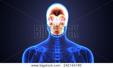 3d Illustration Of Skull Anatomy: Medline Plus Medical Encyclopedia.