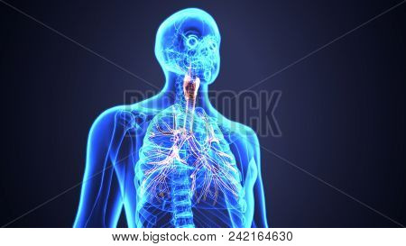 3d Illustration Of Trachea And Bronchioles Anatomy