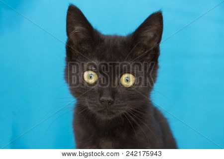 Witch Black Cat. Smalll Kitten In Bluw Background. Rescued Cats