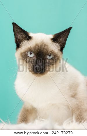 Non Aprovving Looking Cat. Grumpy Cat. Mad Cat.