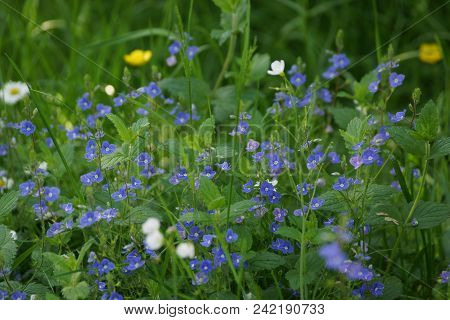 Small Purple Flowers Surrounded With Sheets Green And Lit By The Sun. Day Shooting, Outdoor And With