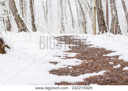 Path In A Snow-covered Spring Forest. Anomalous Spring. Snow In May