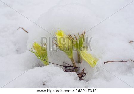 Blossoming Yellow Pasque Flowers Pulsatilla Grandis Under Snow In The Meadow Spring Cloudy Afternoon