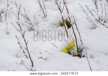 Blossoming Yellow Pasque Flowers Pulsatilla Grandis Under Snow In The Meadow Spring Cloudy Afternoon
