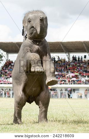 Thailand Isan Surin Elephant Festival Round Up