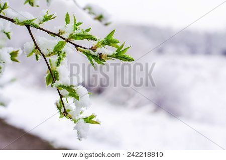 Bird Cheryy Tree Branch With Young Leaves Snow-covered. Abnormal Weather In The Spring