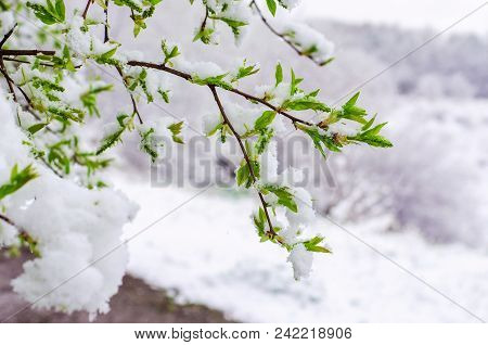 Bird Cherry Tree Branch With Young Leaves Snow-covered. Abnormal Weather In The Spring