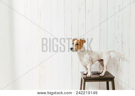 Jack Russell Terrier On Chair Poses Against White Wooden Wall, Focused Into Distance. Beautiful Pet.