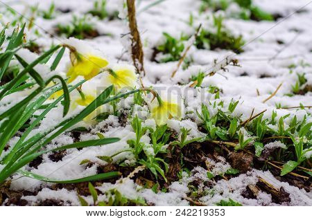 Bunch Of Yellow Spring Daffodils Flowers Covered By Snow. Abnormal May Weather