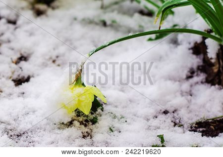 Yellow Spring Daffodil Flower Covered By Snow. Abnormal May Weather