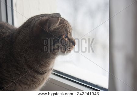 Portrait Of A Cat In Profile. The Pet Looks Closely Into The Distance. He Is Waiting For The Owner. 