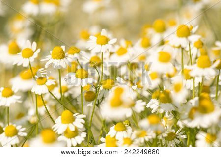 Group Of Chamomilla Flowers During Day, Matricaria Chamomilla