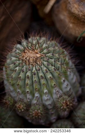 Closeup Detail Of The Cactus Copiapoa Cinerea