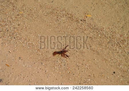 Beautiful River Beach In The Tagus River With A Beautiful River Crab As It Passes Through The Sierra