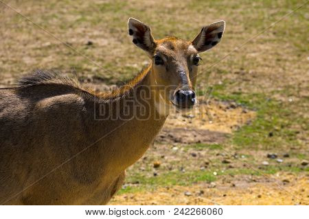 Nilgai Or Blue Bull (boselaphus Tragocamelus)
