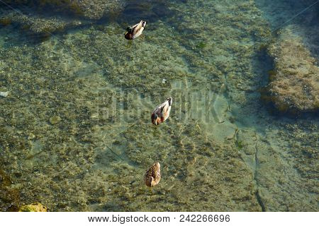 Ifach Penon view from Moraira sunset with ducks in Alicante of Spain