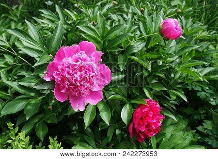 Flowering Red Peonies In The Garden In Spring Day, Sunlit
