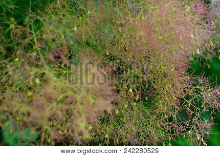 Abstract Composition For Designers With Venetian Sumac