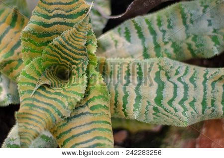 Cryptanthus Zonatus Plant In Botanical Garden. Close-up