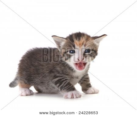 Assobio recém-nascido gatinho doméstico em branco