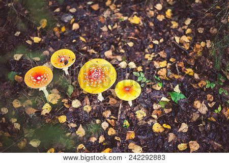 Closeup Picture Of Amanita Poisonous With Red Cap In Wild Forest In Latvia. Unedible Mushroom Growin