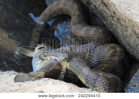 Snake Eating Catfish By The Water And Rocks