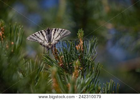 Scarce Swallowtail Iphiclides Podalirius Butterfly Is Sitting On A Spruce. Shallow Dof. Green Backgr