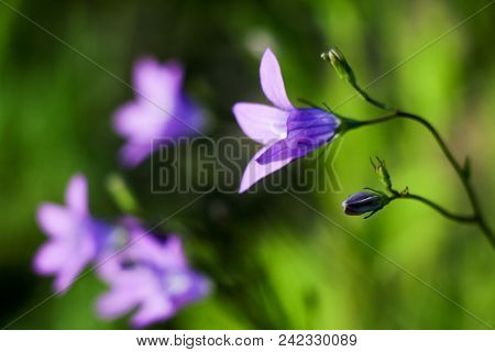 Close-up Of A Little Blue Flower Over Blurred Green Background. A Natural Soft Image With A Blurry S