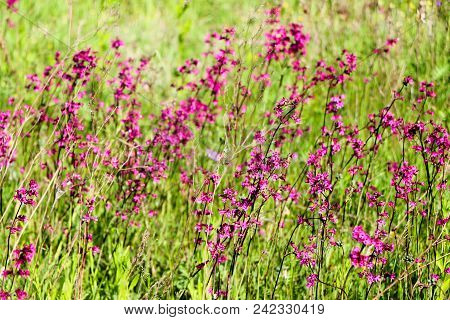 Close-up Of A Little Purple Flower Over Blurred Green Background. A Natural Soft Image With A Blurry