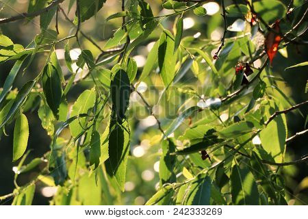 Detail Weeping Willow Fringed Sun In Summer, Selective Focus, Vivid Color