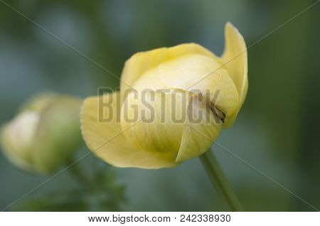 European Globeflower (trollius Europaeus) Close Up Shot, Local Focus