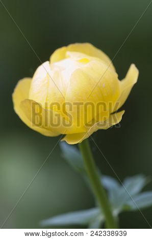 European Globeflower (trollius Europaeus) Close Up Shot, Local Focus
