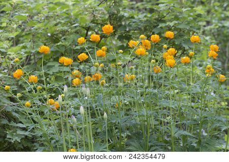Asian Globeflower (trollius Asiaticus) In A Garden, Close Up