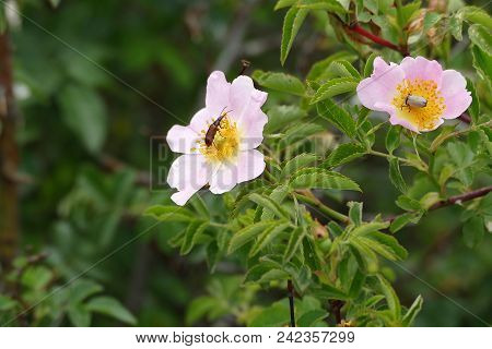Rosehip Flowers And Pollen Carry Ing Insects,