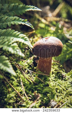 The Xerocomus Mushroom Growing In A Forest