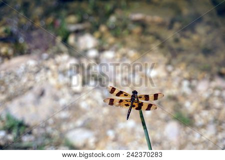 A Halloween Pennant Dragonfly (celithemis Eponina) Perches On A Reed Beside The Quarry Pond In The R