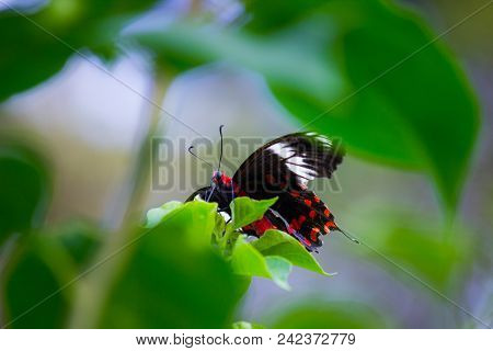 Papilio Polytes, The Common Mormon, Is A Common Species Of Swallowtail Butterfly Widely Distributed 
