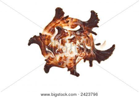 Sea Shell