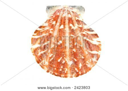 Sea Shell