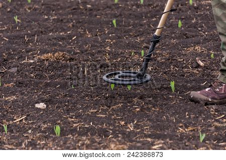 Man To Seek Treasure On Earth With A Metal Detector, Walks The Field, Squeak Gold