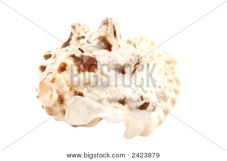 Sea Shell