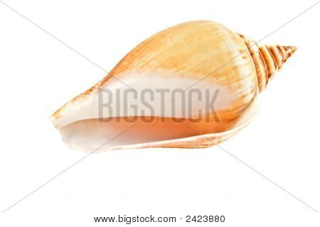Sea Shell