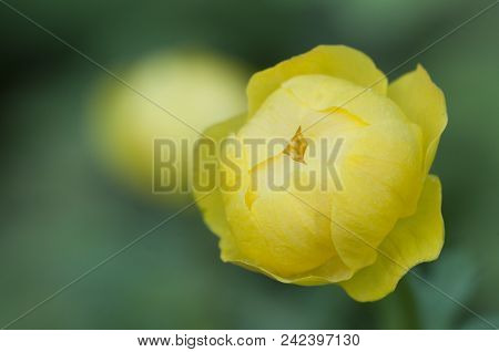 European Globeflower (trollius Europaeus) Close Up Shot, Local Focus