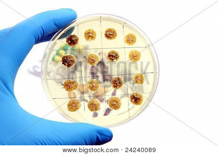 Fungi