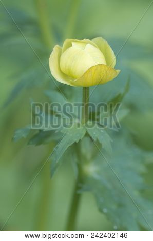 European Globeflower (trollius Europaeus) Close Up Shot, Local Focus