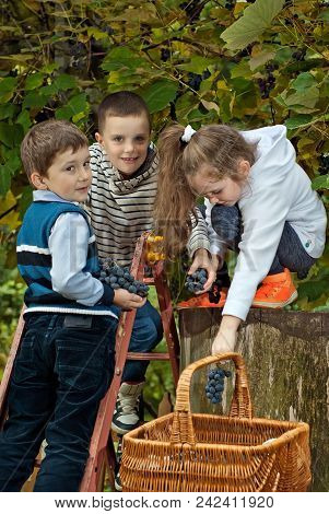 Children Tear Grapes In The Fall