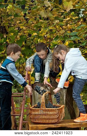 Children Tear Grapes In The Fall