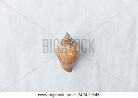 One Spiral Brown Beige Sea Shell On White Linen Fabric Background. Minimalist Modern Styled Stock Ph