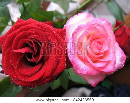Roses